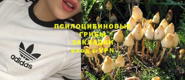 хмурый Аркадак